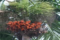Areca catechu